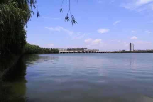 武汉杨桥湖风光 鸟类繁多