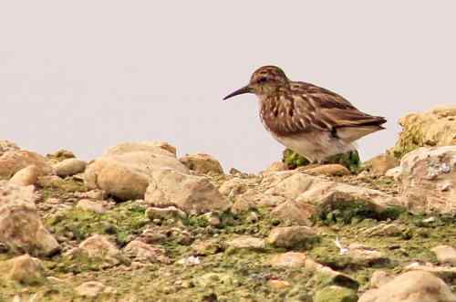 武汉谭湖的长趾滨鹬