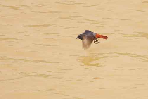 家乡的鸟——红尾水鸲