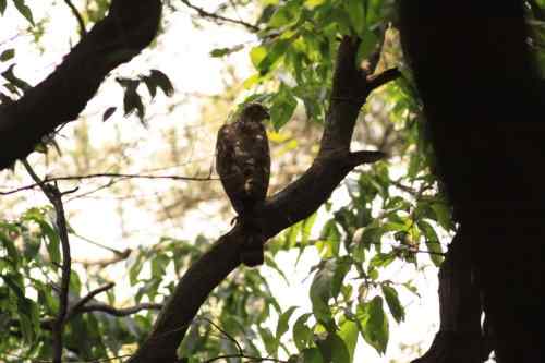 和凤头鹰的一次心灵感应