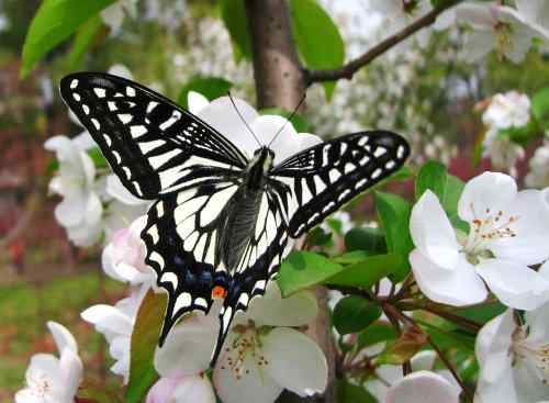 漂亮的蝴蝶 漂亮的蝴蝶
