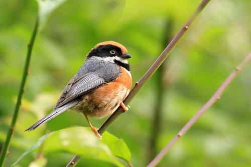 拍不够的红头鸦雀