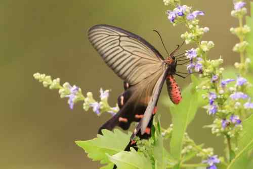漂亮的蝴蝶 漂亮的蝴蝶