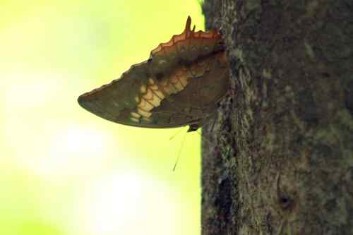 漂亮的蝴蝶 漂亮的蝴蝶