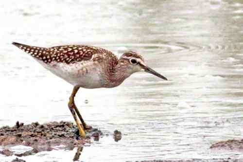 武汉观鸟——林鹬