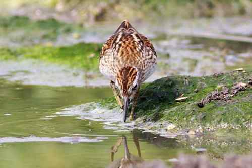 谭湖附近再拍长趾滨鹬 谭湖附近再拍长趾滨鹬