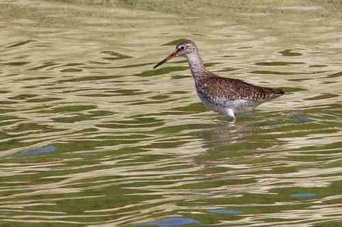 湖北湿地的红脚鹬 就一只