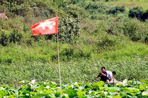 武汉杨桥湖风光 鸟类繁多