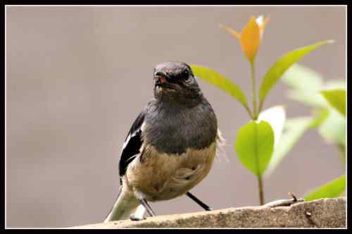 鹊鸲起篓子 武汉