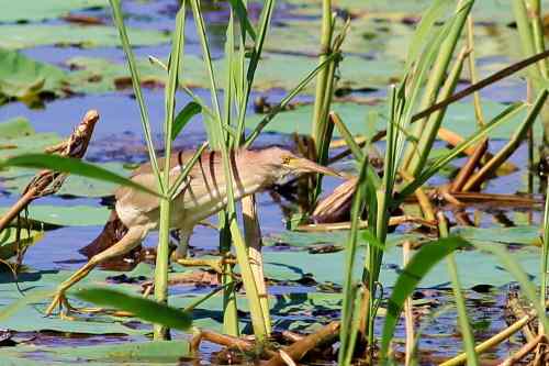 杨桥湖的黄苇鳽
