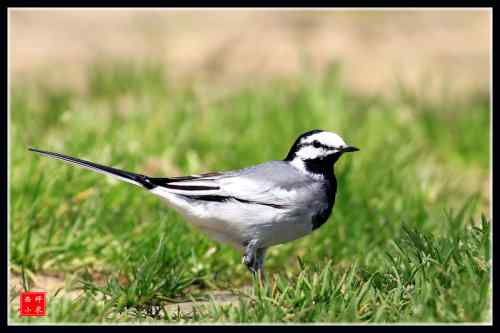 白面书生-白鹡鸰 武汉东湖