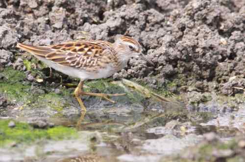 谭湖附近再拍长趾滨鹬 谭湖附近再拍长趾滨鹬
