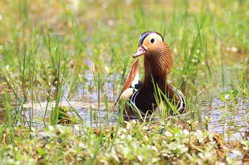 只羡鸳鸯不羡仙——鸳鸯