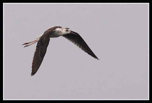 长腿娘子 黑翅长脚鹬 长腿娘子 黑翅长脚鹬