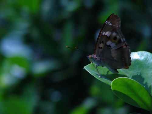 漂亮的蝴蝶 漂亮的蝴蝶