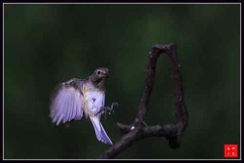飞翔的红胁蓝尾鸲