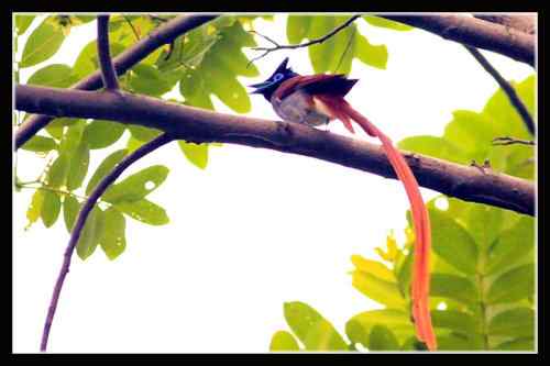 湖北三阳观鸟大赛 寿带鸟