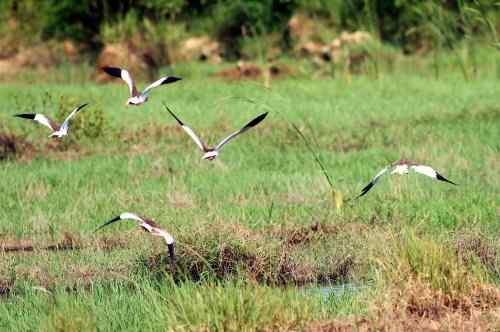 草地版的灰头麦鸡