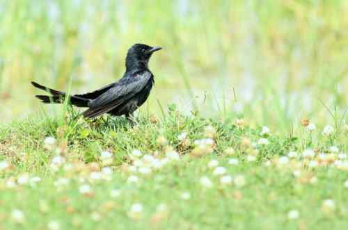 黑卷尾 湖北常见候鸟