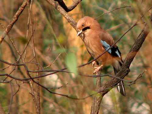 松鸦为什么鸣叫