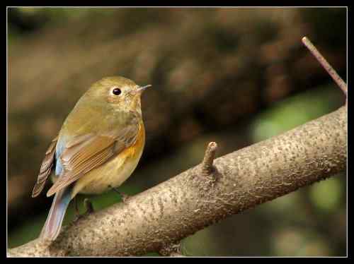 后花园的红胁蓝尾鸲 后花园的红胁蓝尾鸲