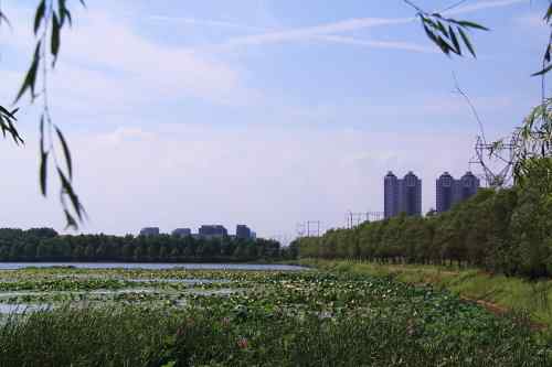 武汉杨桥湖风光 鸟类繁多