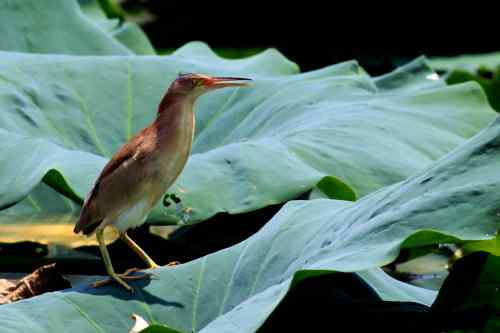 杨桥湖的黄苇鳽