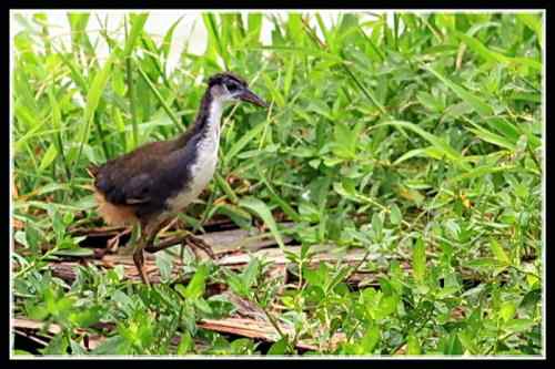 白胸苦恶鸟 武汉并不常见
