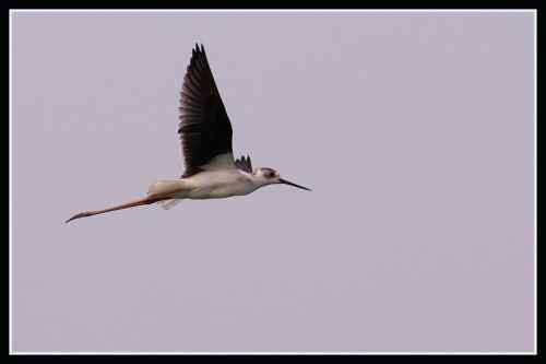 长腿娘子 黑翅长脚鹬 长腿娘子 黑翅长脚鹬