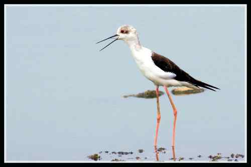 长腿娘子 黑翅长脚鹬 长腿娘子 黑翅长脚鹬