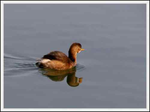 小鸊鷉: 我不是野鸭子