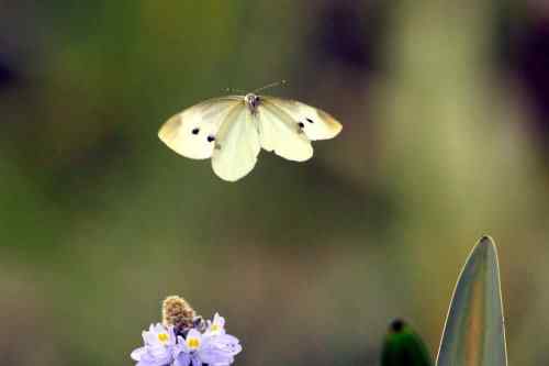 漂亮的蝴蝶 漂亮的蝴蝶