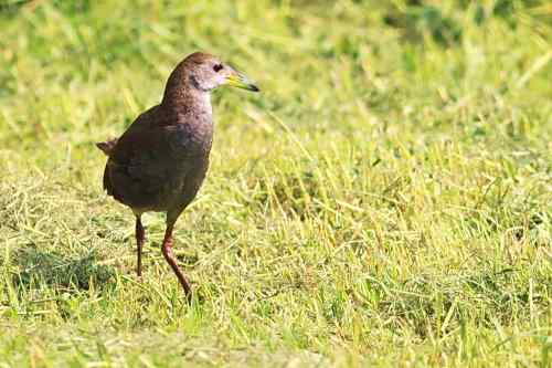红脚苦恶鸟:感谢新疆鸟类摄影师穗穗红! 红脚苦恶鸟:感谢新疆鸟类摄影师穗穗红!