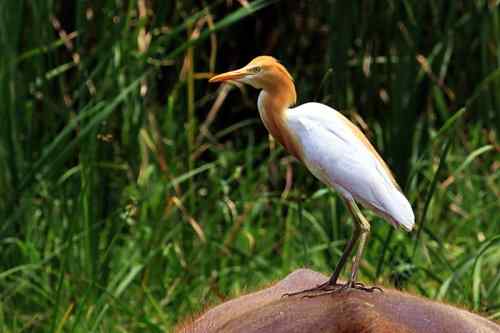 武惠堤的牛背鹭 武惠堤的牛背鹭