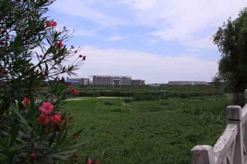 武汉杨桥湖风光 鸟类繁多