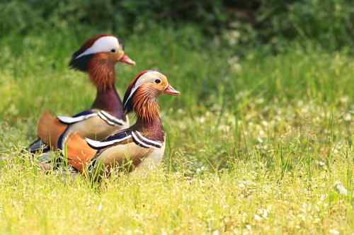 只羡鸳鸯不羡仙——鸳鸯