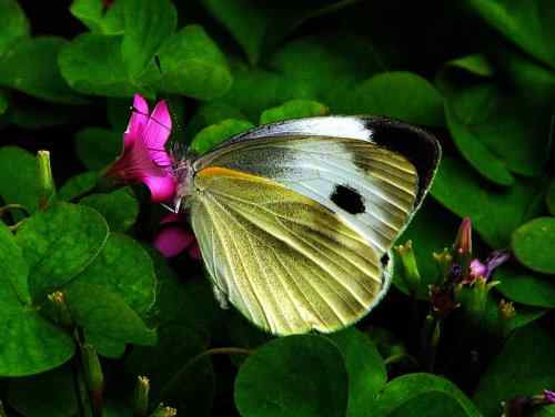 漂亮的蝴蝶 漂亮的蝴蝶