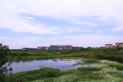 武汉杨桥湖风光 鸟类繁多