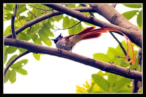 湖北三阳观鸟大赛 寿带鸟