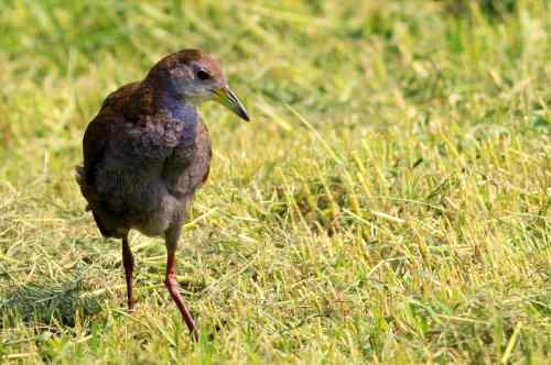 红脚苦恶鸟:感谢新疆鸟类摄影师穗穗红!