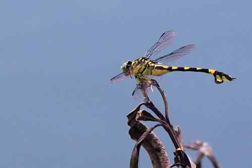 武汉杨桥湖风光 鸟类繁多