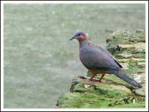 山斑鸠和珠颈斑鸠