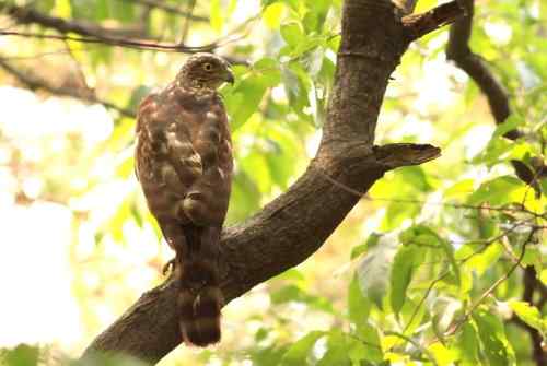 和凤头鹰的一次心灵感应