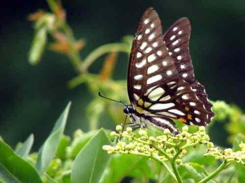 漂亮的蝴蝶 漂亮的蝴蝶