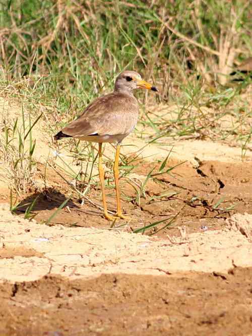 草地版的灰头麦鸡