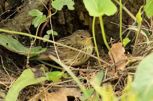 太阳下山前捡到的一只小鸟——矛斑蝗莺