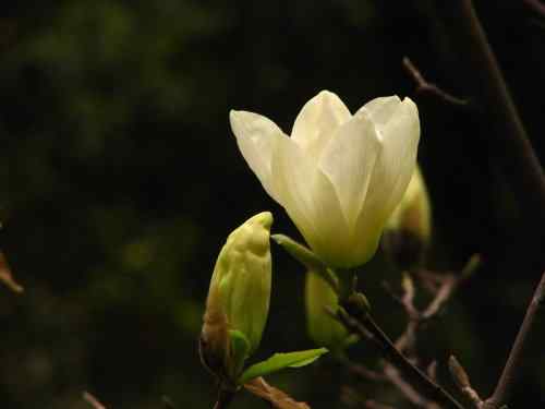 鸟路风景 黑喉石鵖