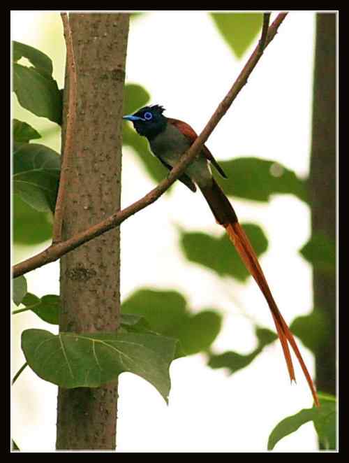 湖北三阳观鸟大赛 寿带鸟