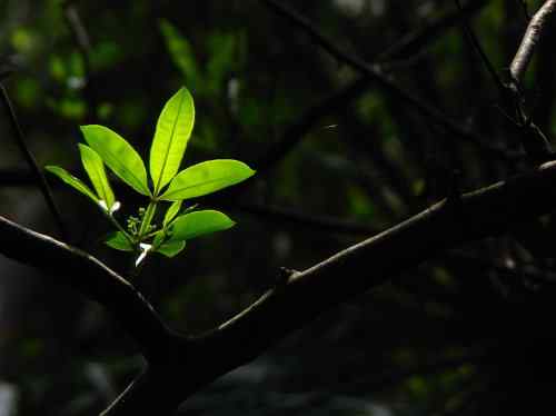 鸟路风景 黑喉石鵖