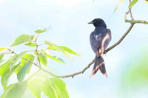 黑卷尾 湖北常见候鸟